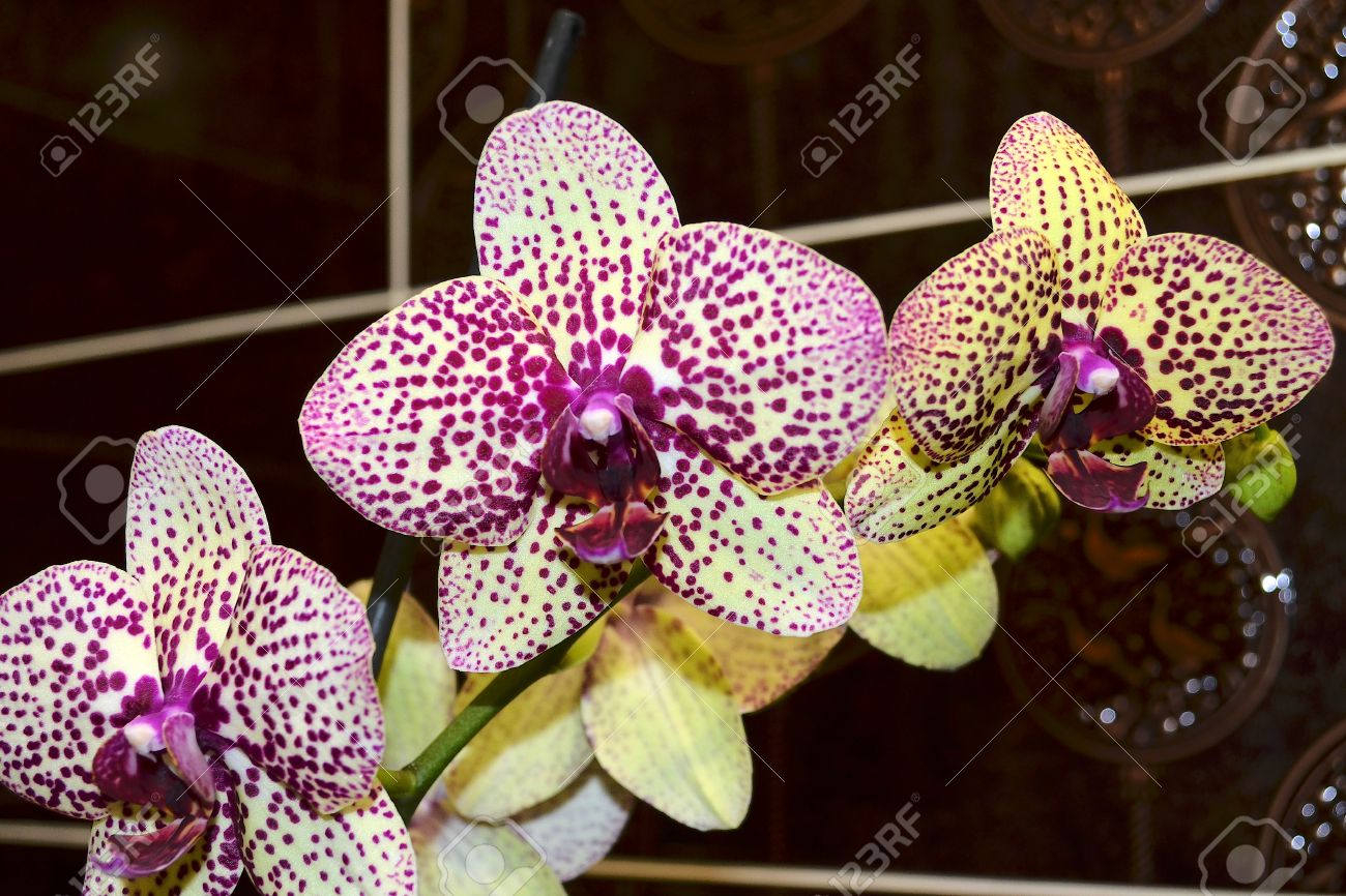 Orchid Phalaenopsis Colors