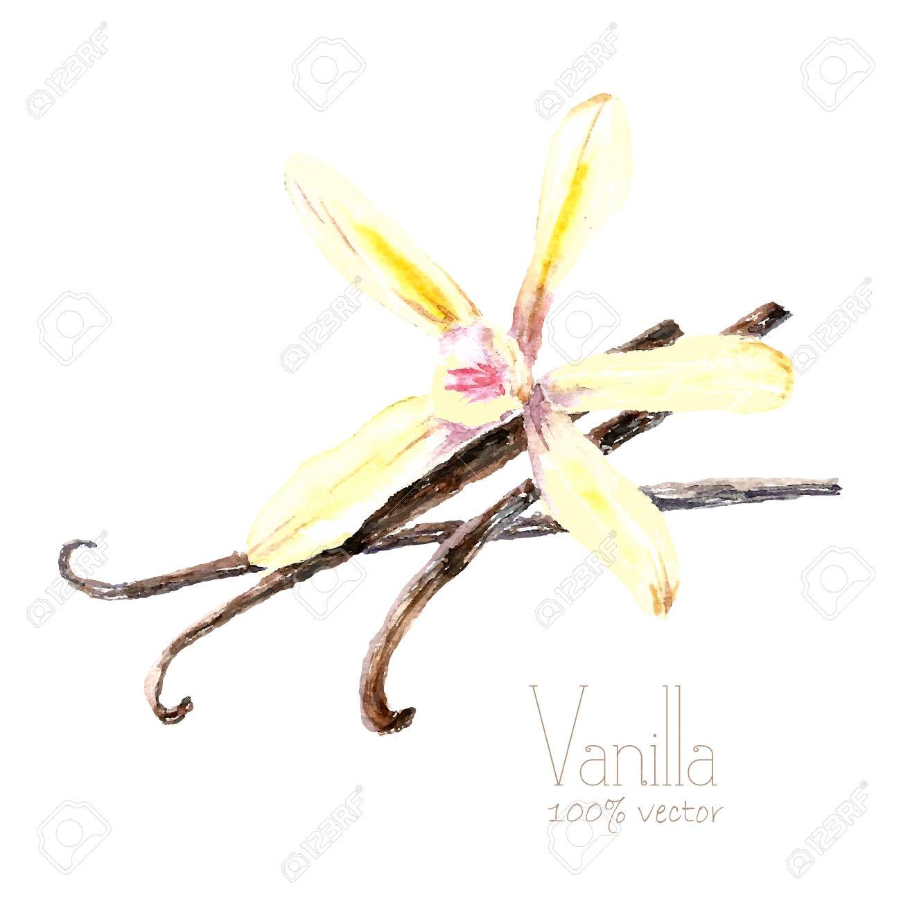 Gousse vanille banque d'images, vecteurs et illustrations libres ...