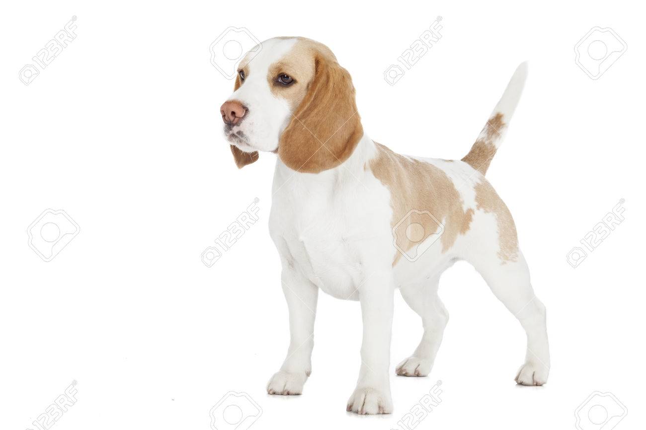 Vecteur D'image D'un Chien (bouledogue) Sur Fond Blanc Clip Art Libres De