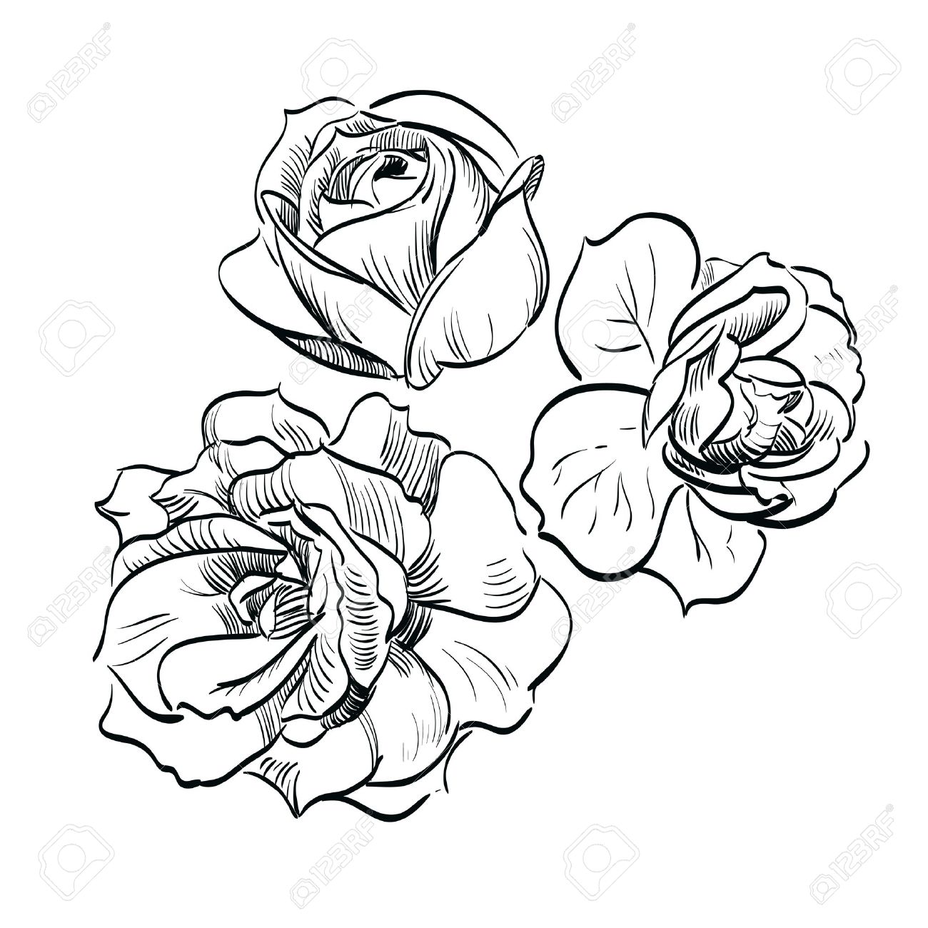 Black Rose Drawing Black Rose Drawing