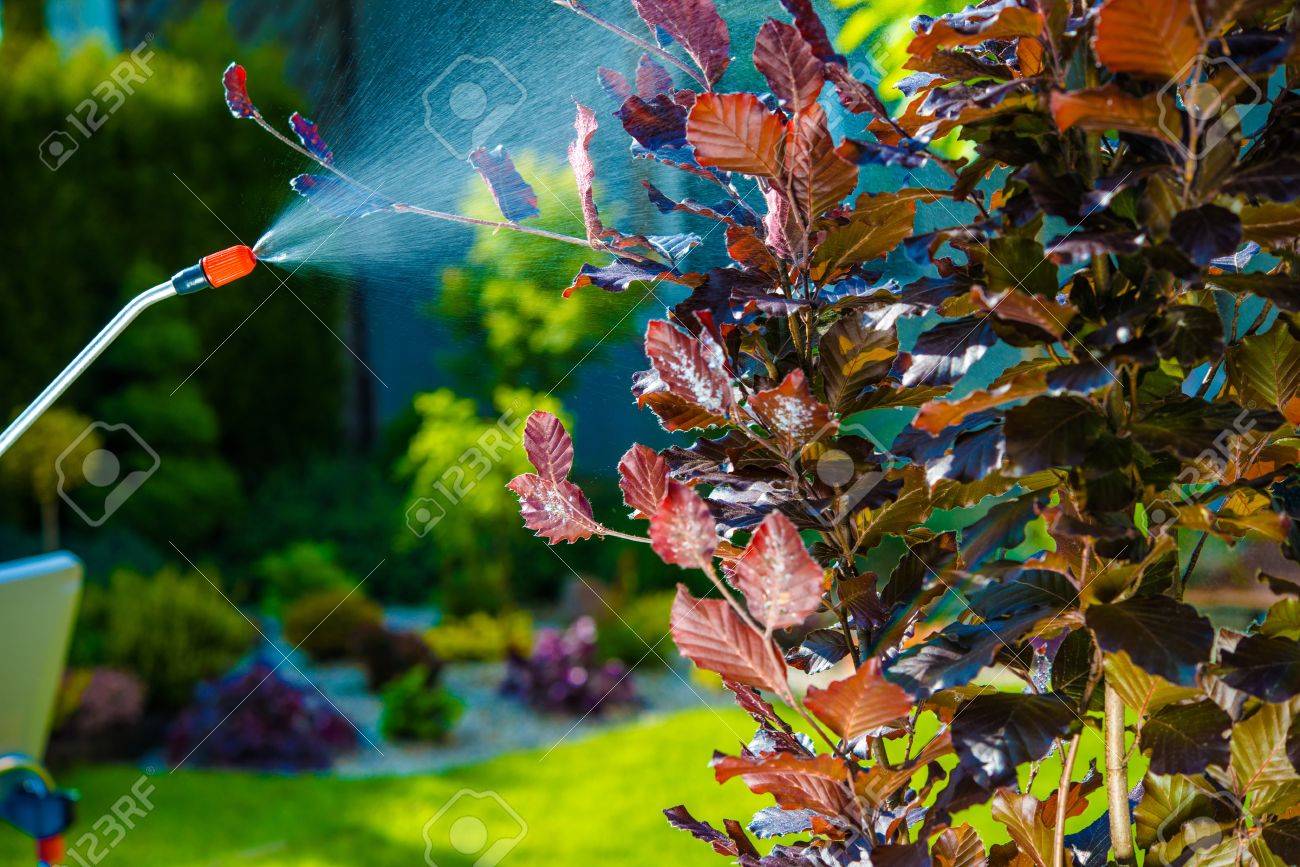 backyard garden pest control spraying small tree spraying in the garden stock photo - Home And Garden Pest Control backyard garden pest control spraying small tree spraying in the garden stock photo - Home And Garden Pest Control