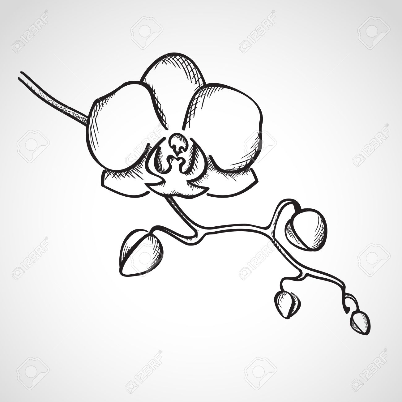 Orchid Drawing Outline