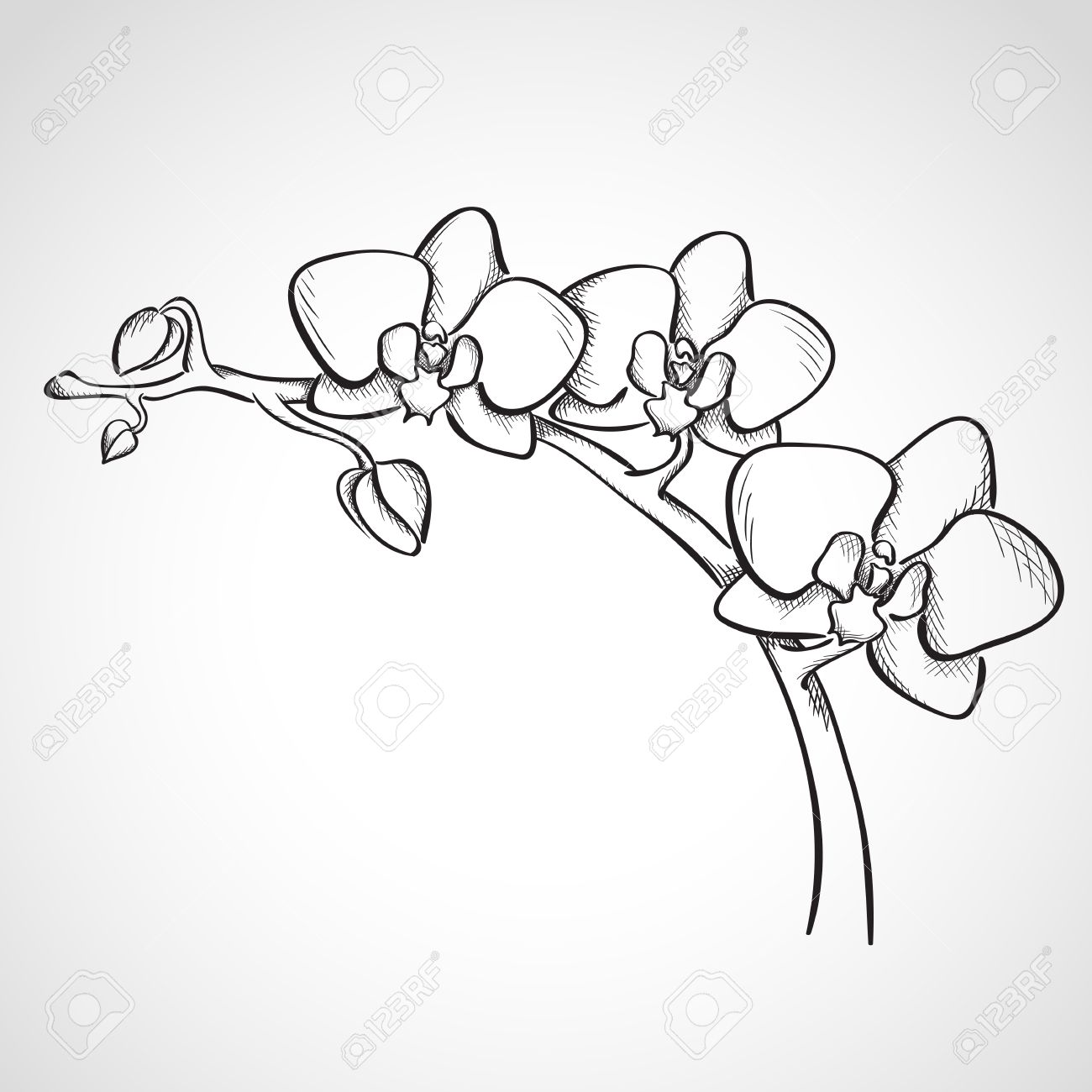 Orchid Drawing Outline