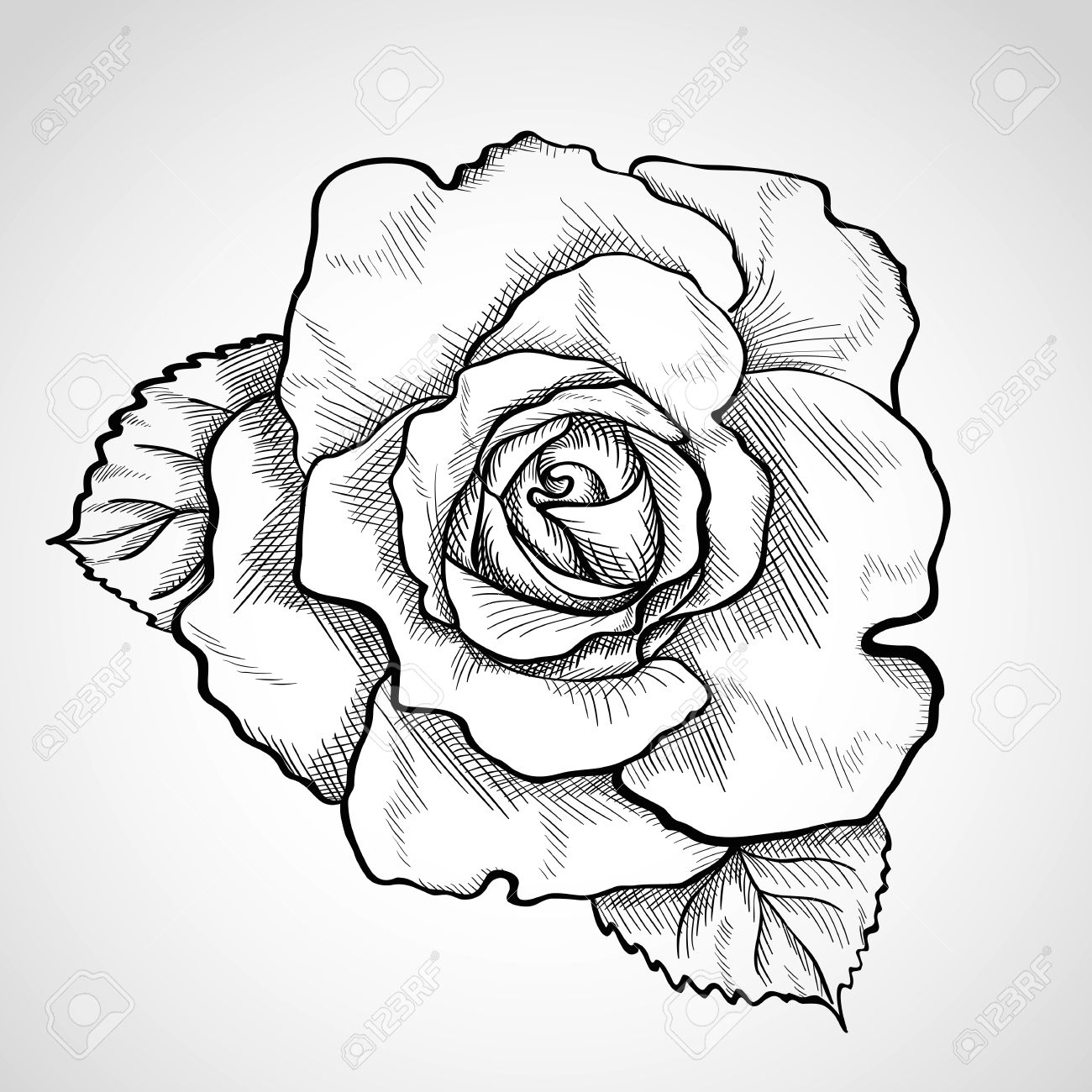Rose Drawings In Pencil Outline Rose Drawings In Pencil Outline