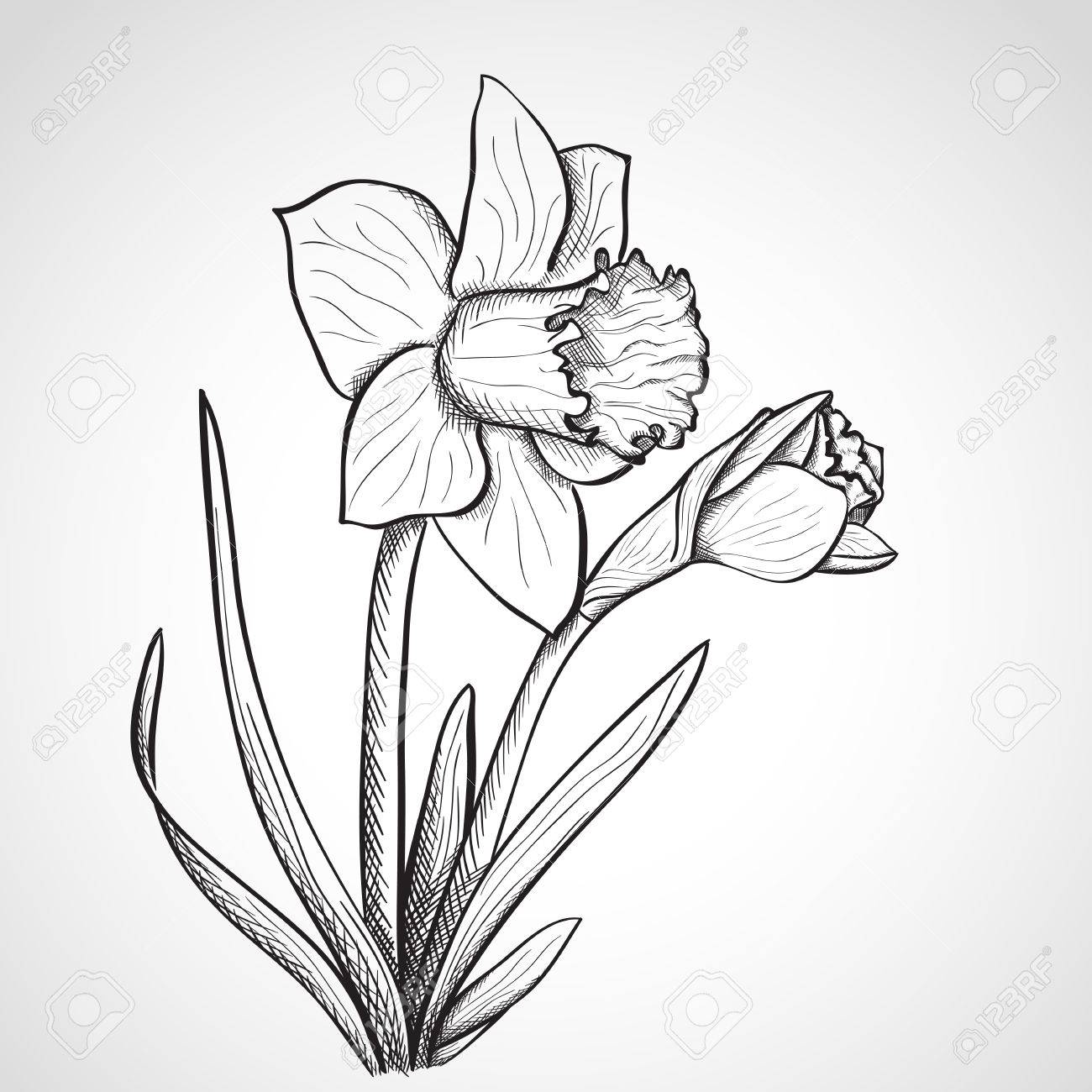 Daffodil Clipart Black And White