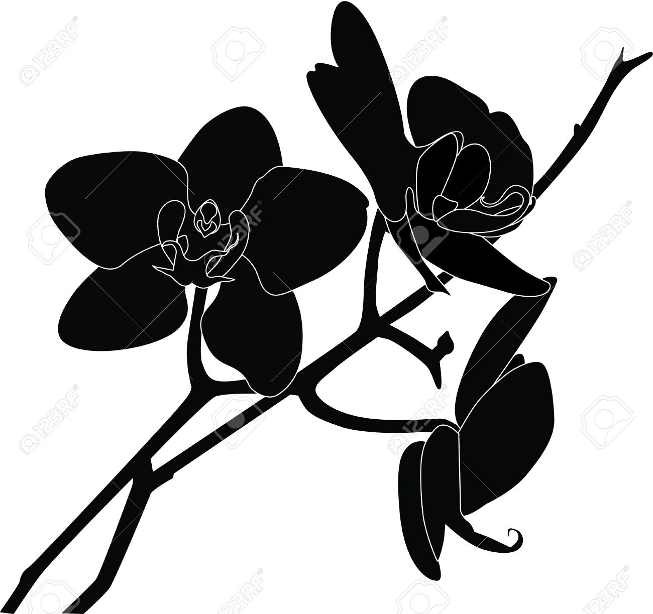 Orchid Clip Art Black And White