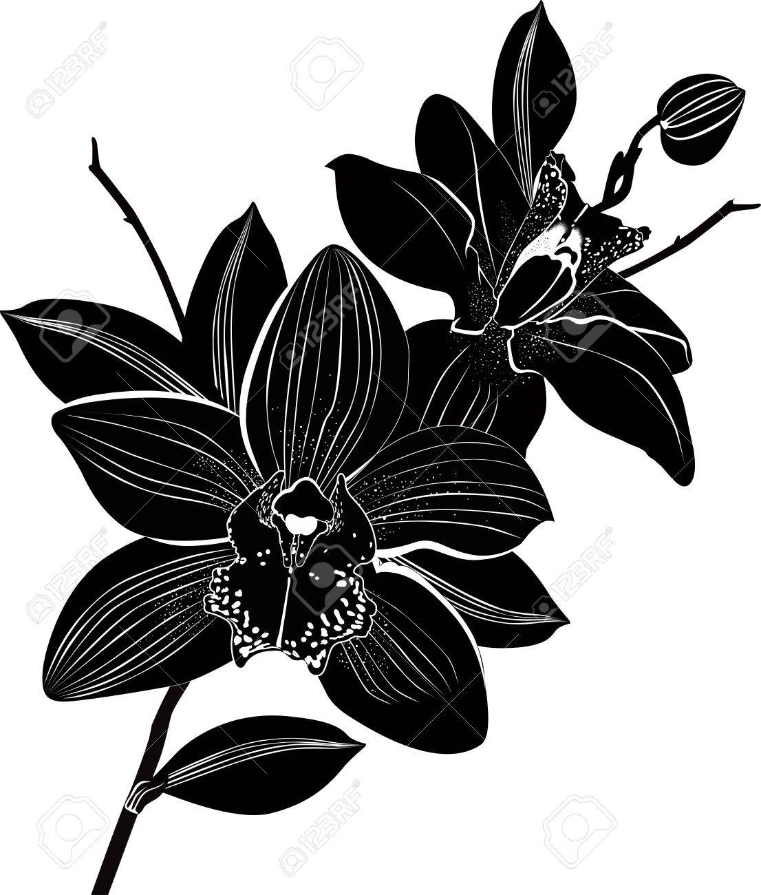 Orchid Clip Art Black And White