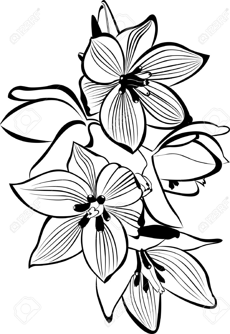 Orchid Drawing Outline