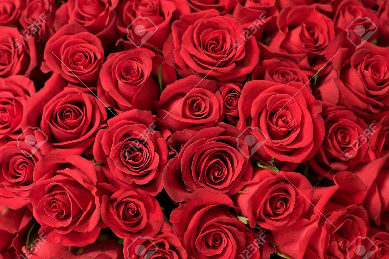 6172713-many-red-roses-shot-in-shallow-DOF-Stock-Photo-rose-red-background.jpg