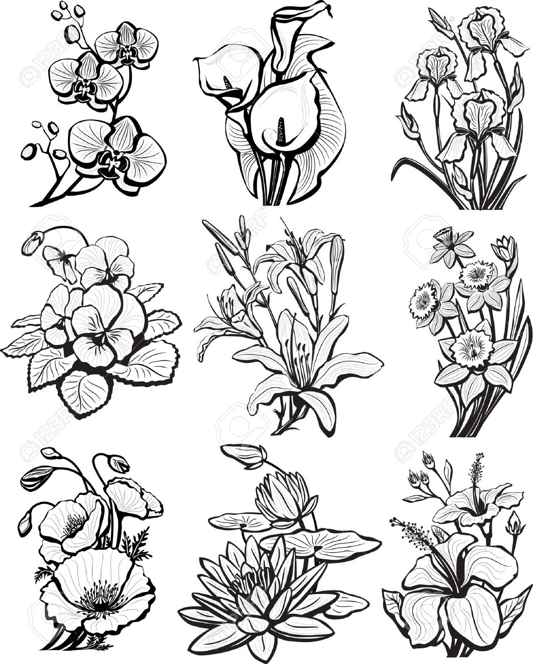 Orchid Drawing Outline Orchid Drawing Outline
