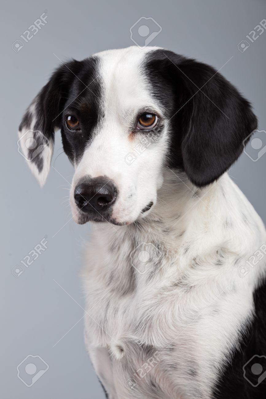 image de chien noir et blanc