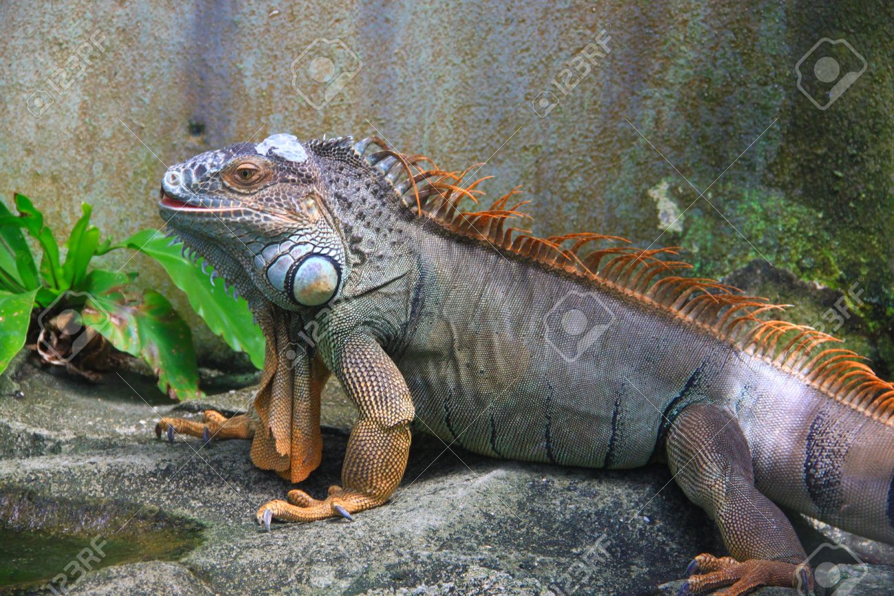 iguana giant iguana giant