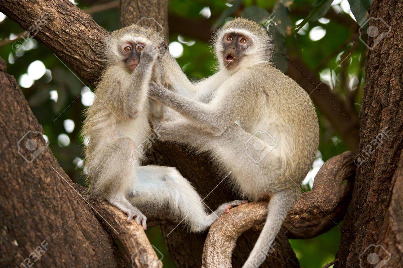 Tshokwane Safaris Tshokwane Safaris