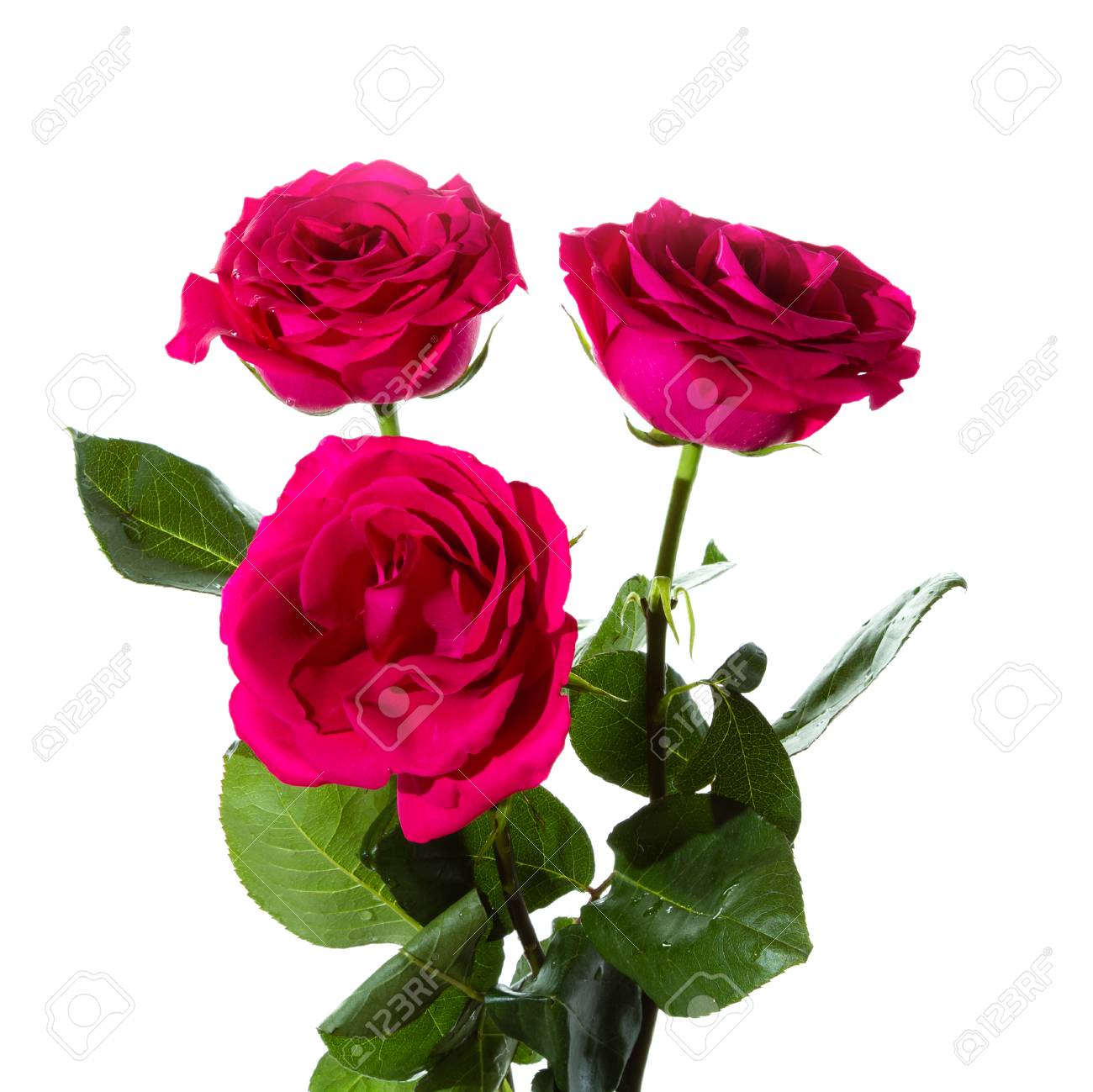 Three Roses On A White Background Bouquet Of Valentine S Day Space For Text Stock Photo Picture And Royalty Free Image Image