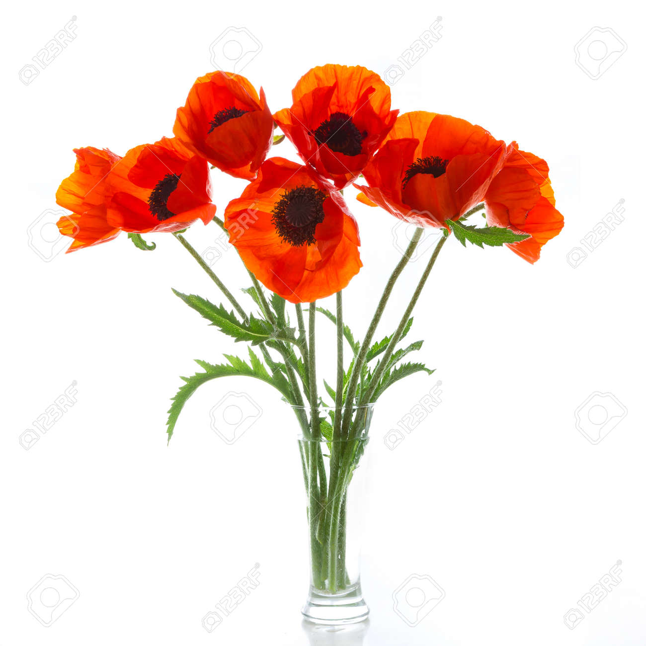 bouquet of poppies on a white background transparent vase space stock photo picture and royalty free image image 41591875 123rf com