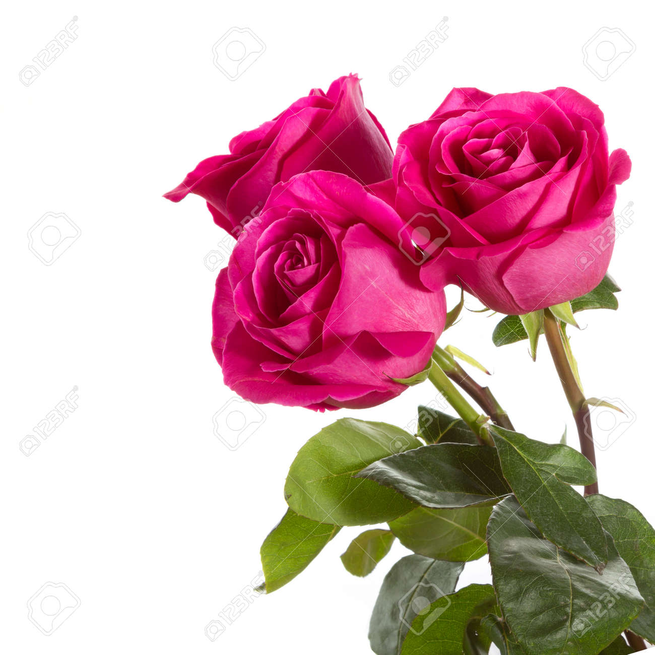 Three Roses On A White Background Bouquet Of Valentine S Day Stock Photo Picture And Royalty Free Image Image