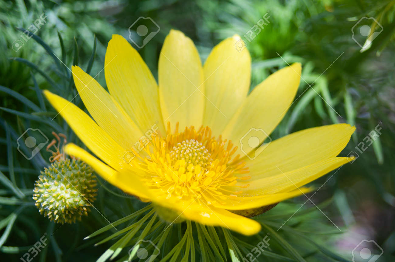 etiam-dictum-ipsum-a-felis