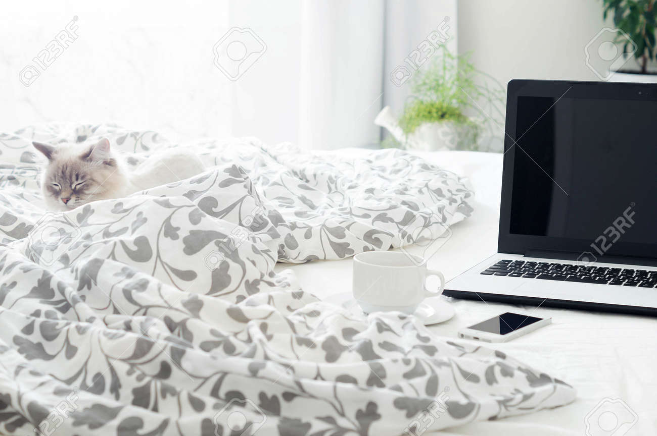 ベッドのモーニング コーヒー電話ノート パソコンと猫の寝室 の写真素材 画像素材 Image