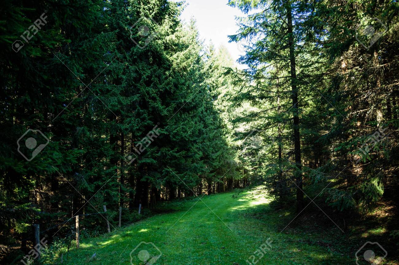 Beautiful Green Landscape And Forest In The Pure Nature Stock Photo Picture And Royalty Free Image Image 133192422