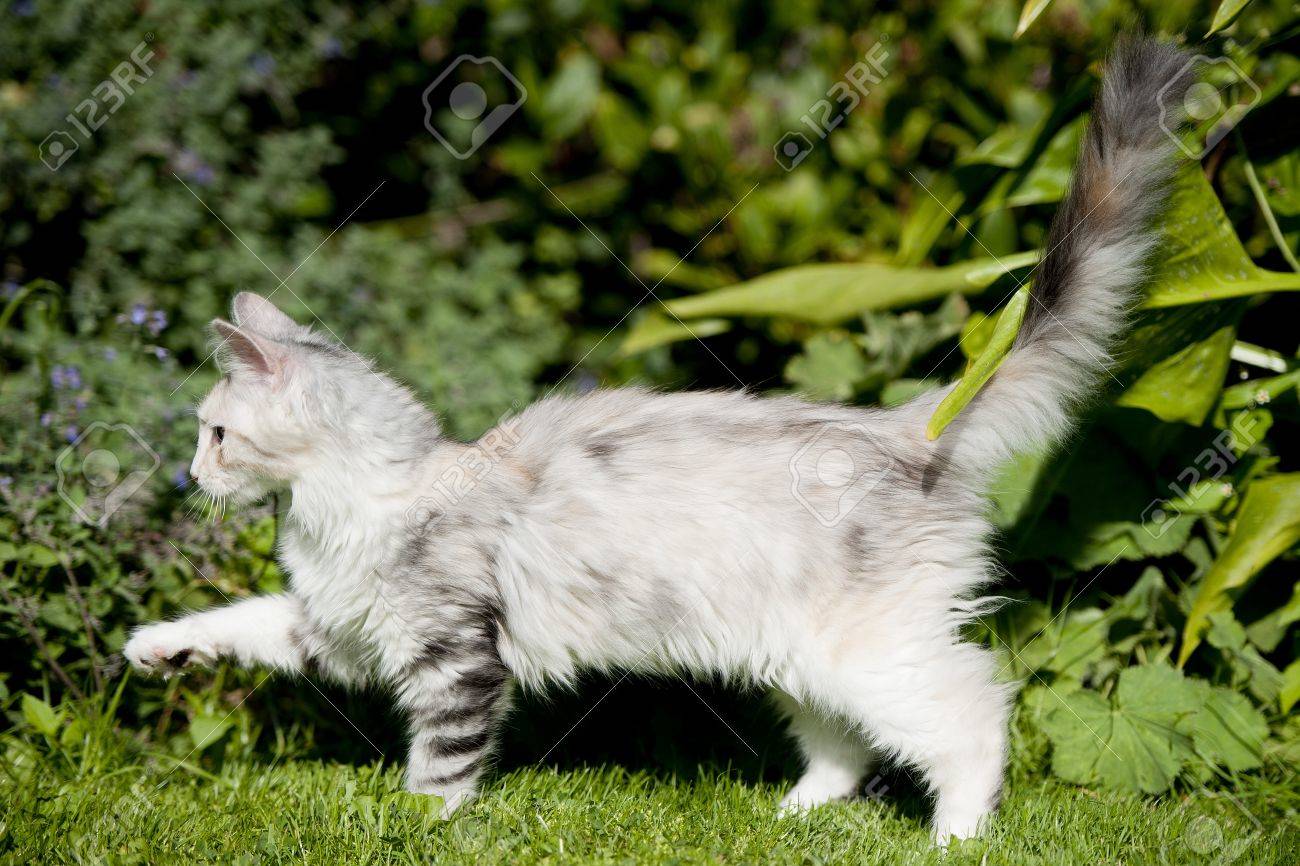 white cat with gray tail