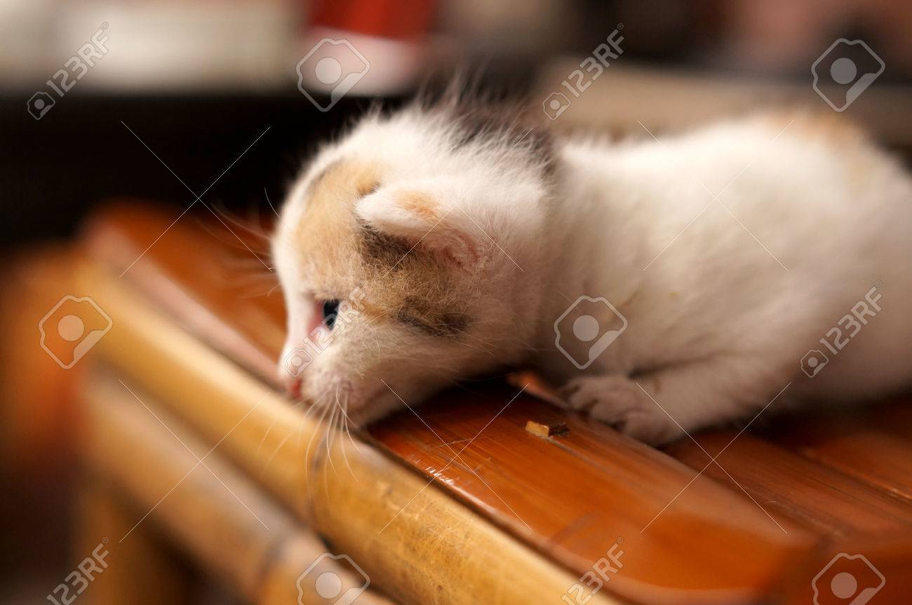 etiam-dictum-ipsum-a-felis