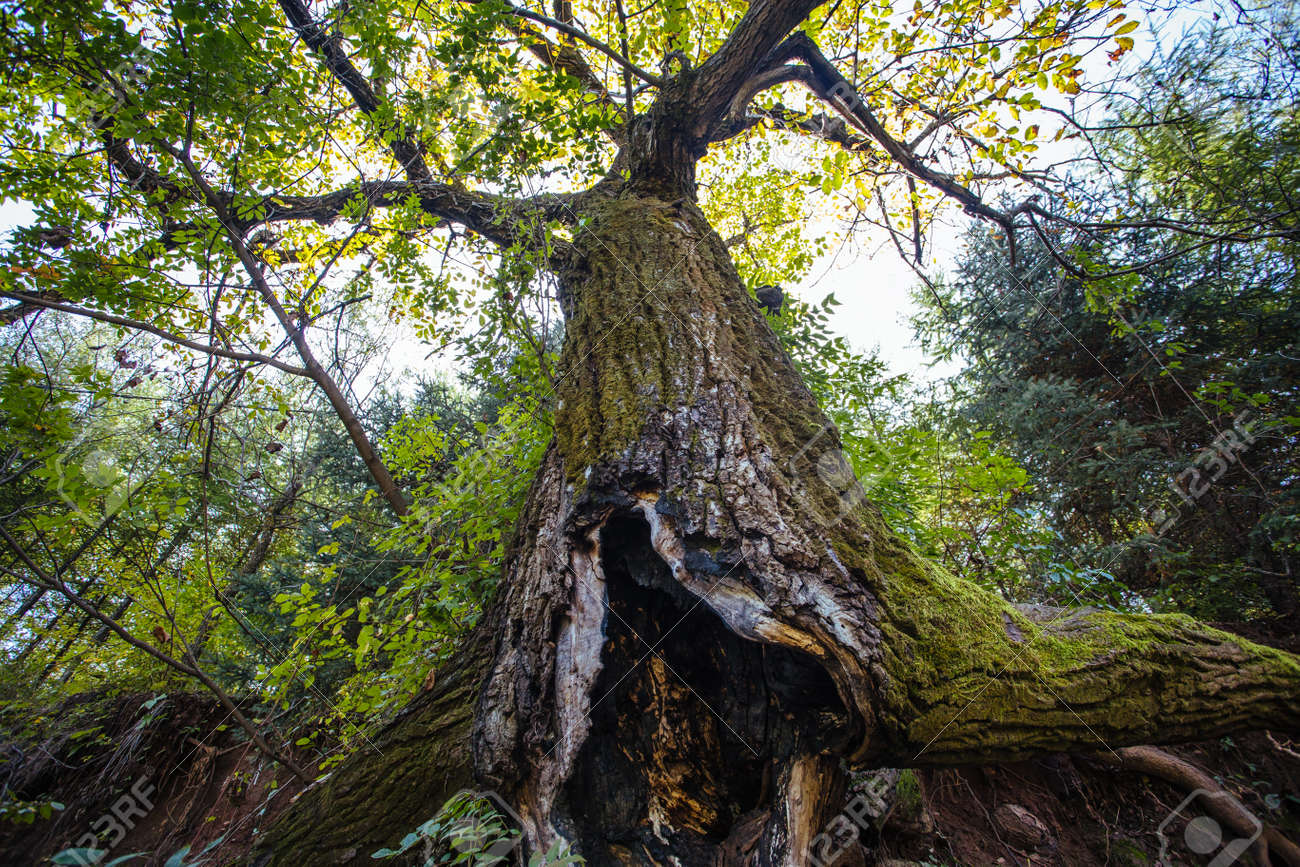 Pres D Un Gros Tronc D Arbre Dans La Foret Banque D Images Et Photos Libres De Droits Image 48646635