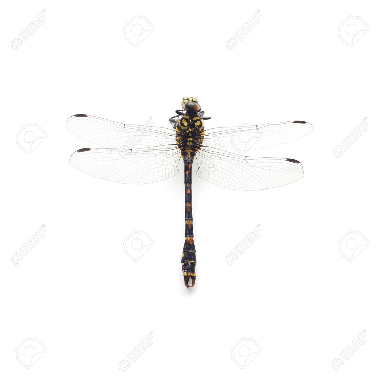 etiam-dictum-ipsum-a-felis