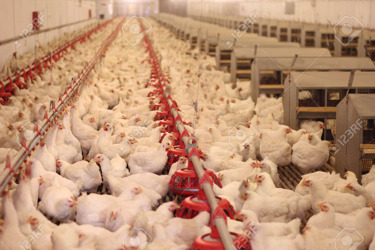 chicken eggs production