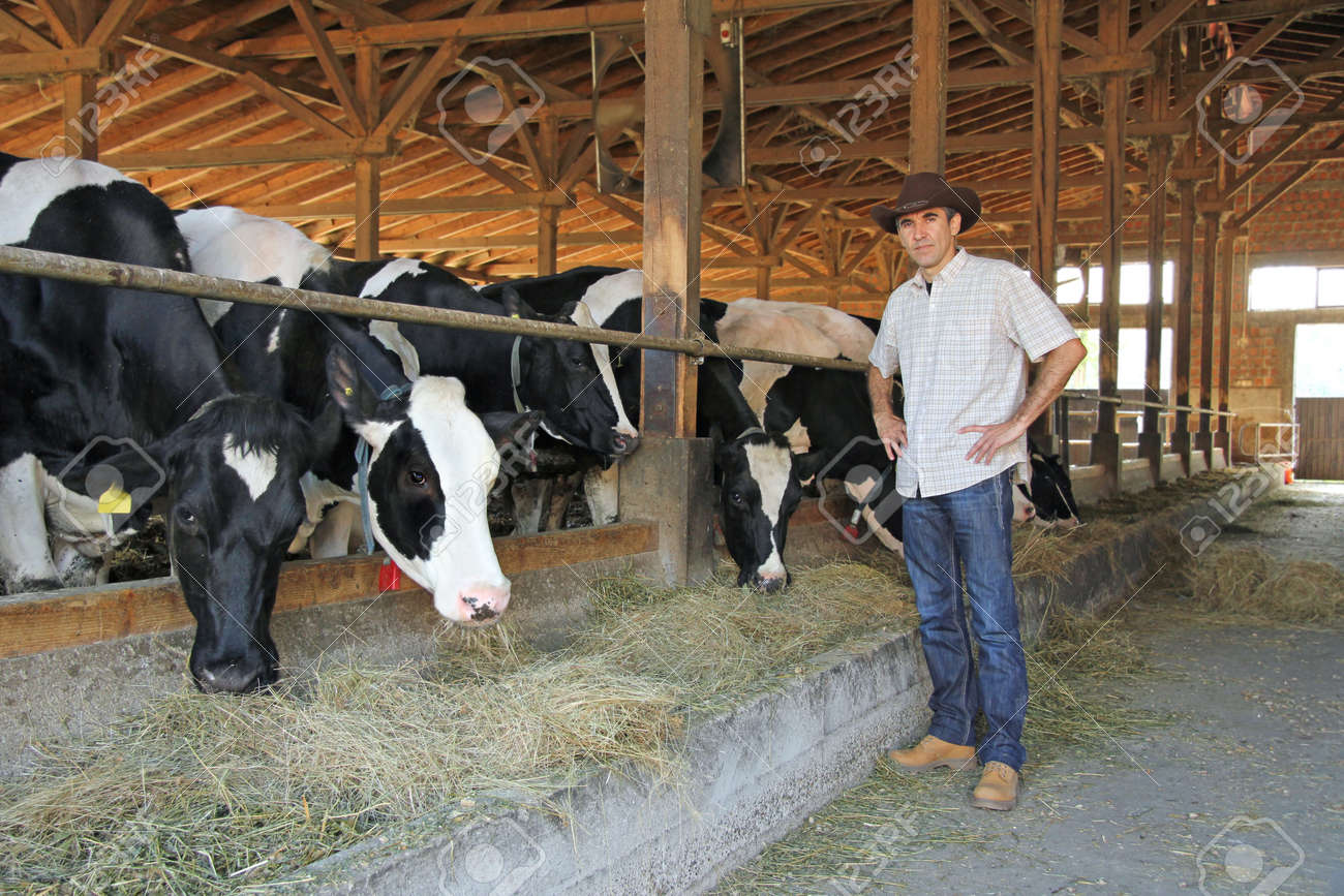 牛舎の牛と農家 の写真素材 画像素材 Image