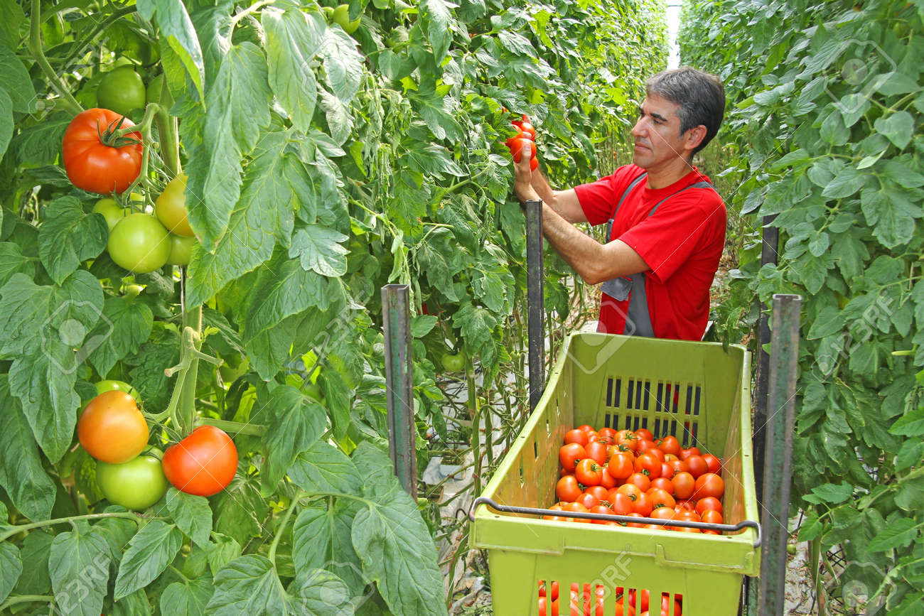 Résultat de recherche d'images pour "Field Tomatoes"