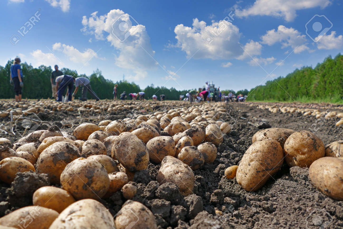 Harvesting potatoes on field, farm workers picking and transporting to the warehouse - 64364176 Harvesting potatoes on field, farm workers picking and transporting to the warehouse - 64364176