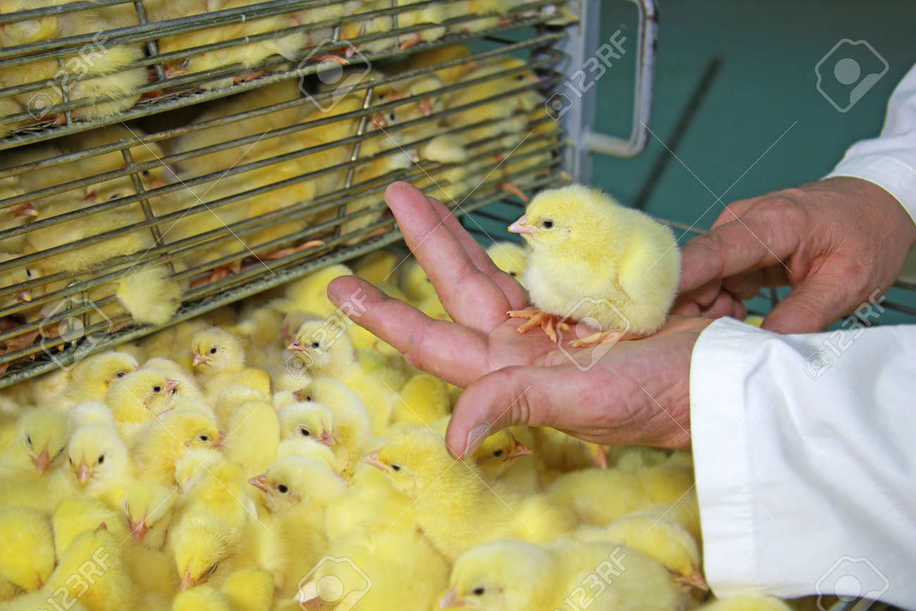 農家がひよこを手に保持して ひな鶏の定温器は卵から孵化しました の写真素材 画像素材 Image 2726