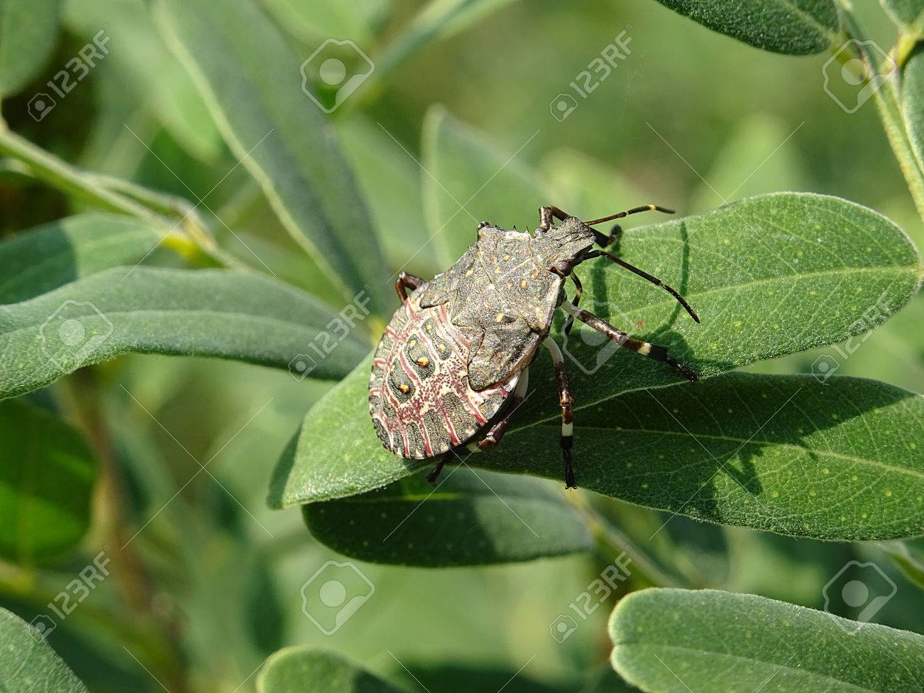 etiam-dictum-ipsum-a-felis