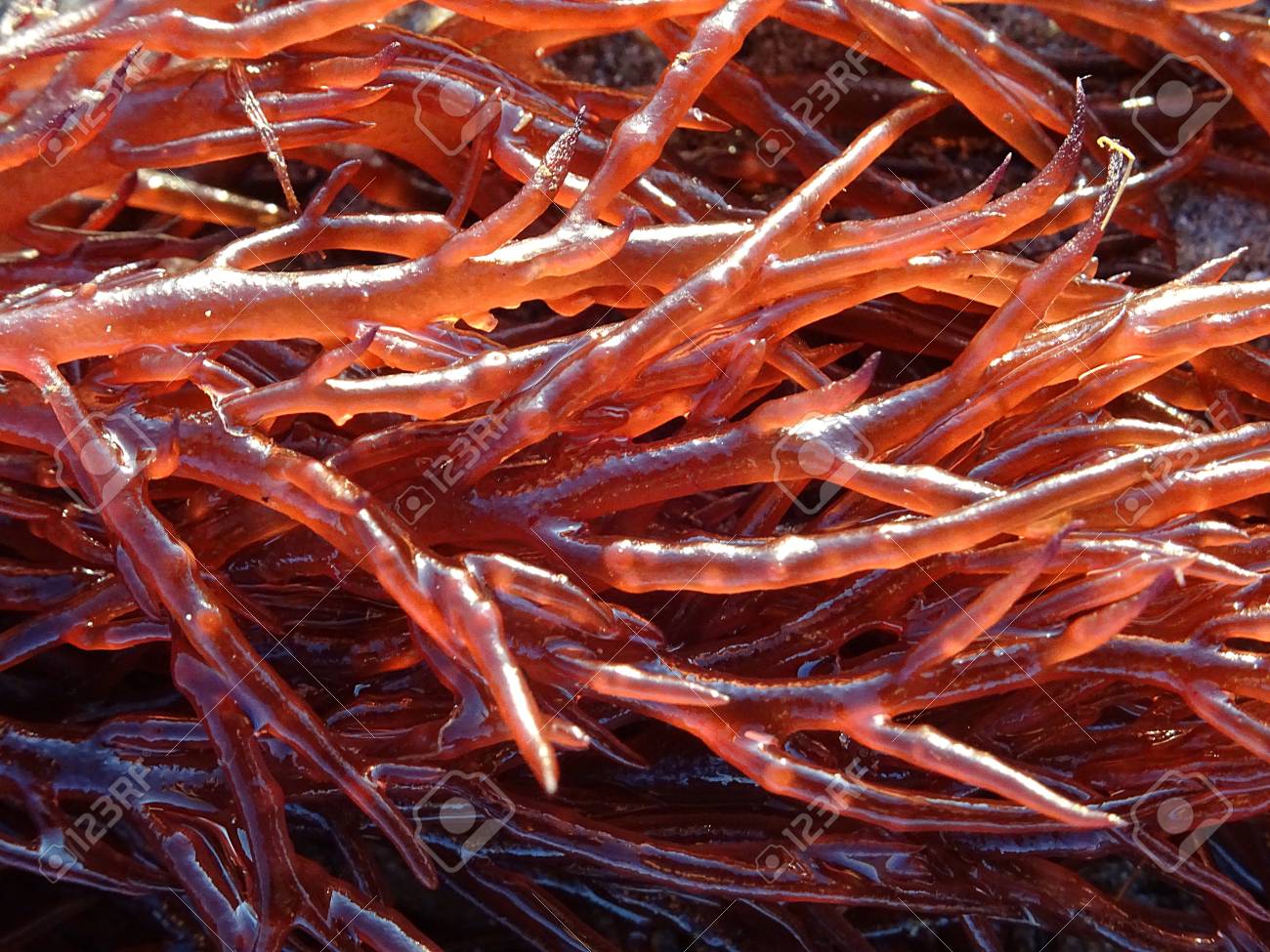 詳細に見られるオゴノリ赤い海藻 の写真素材 画像素材 Image 7269