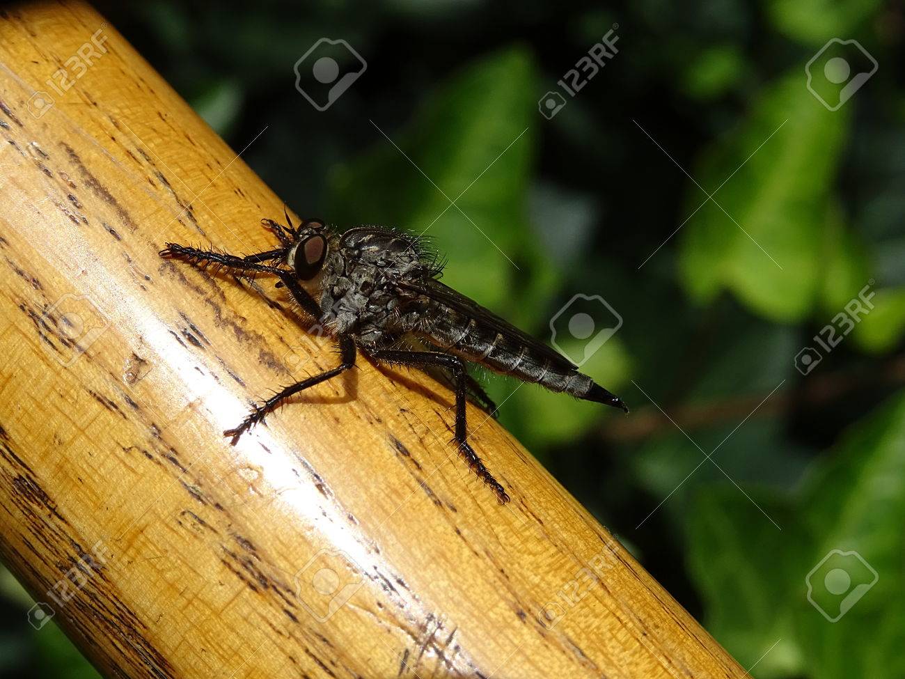 etiam-dictum-ipsum-a-felis