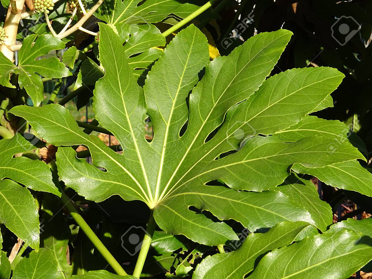 Fatsia Japonica Leaf Stock Photo Picture And Royalty Free Image Image 98764137