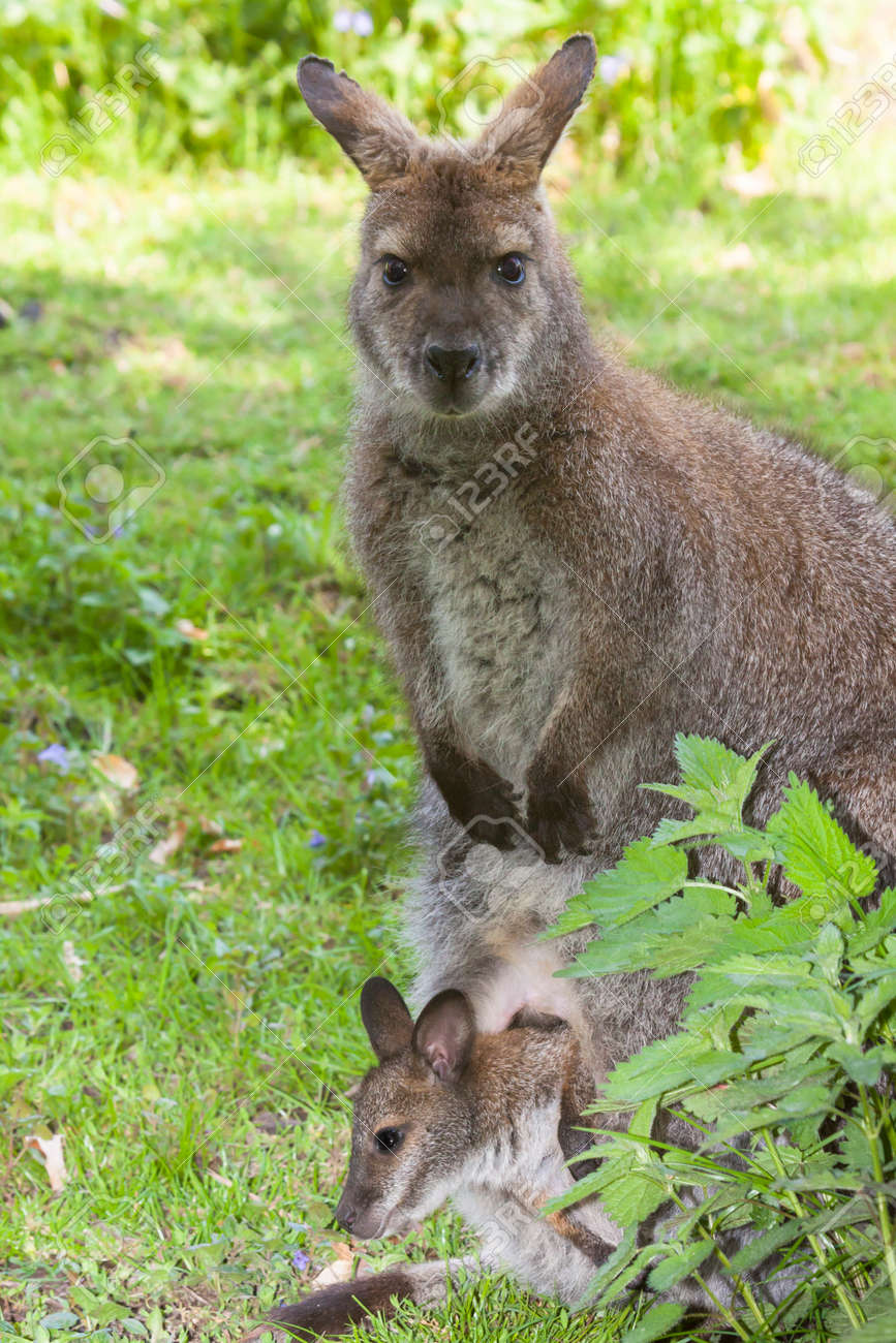 pouch bolsa australia