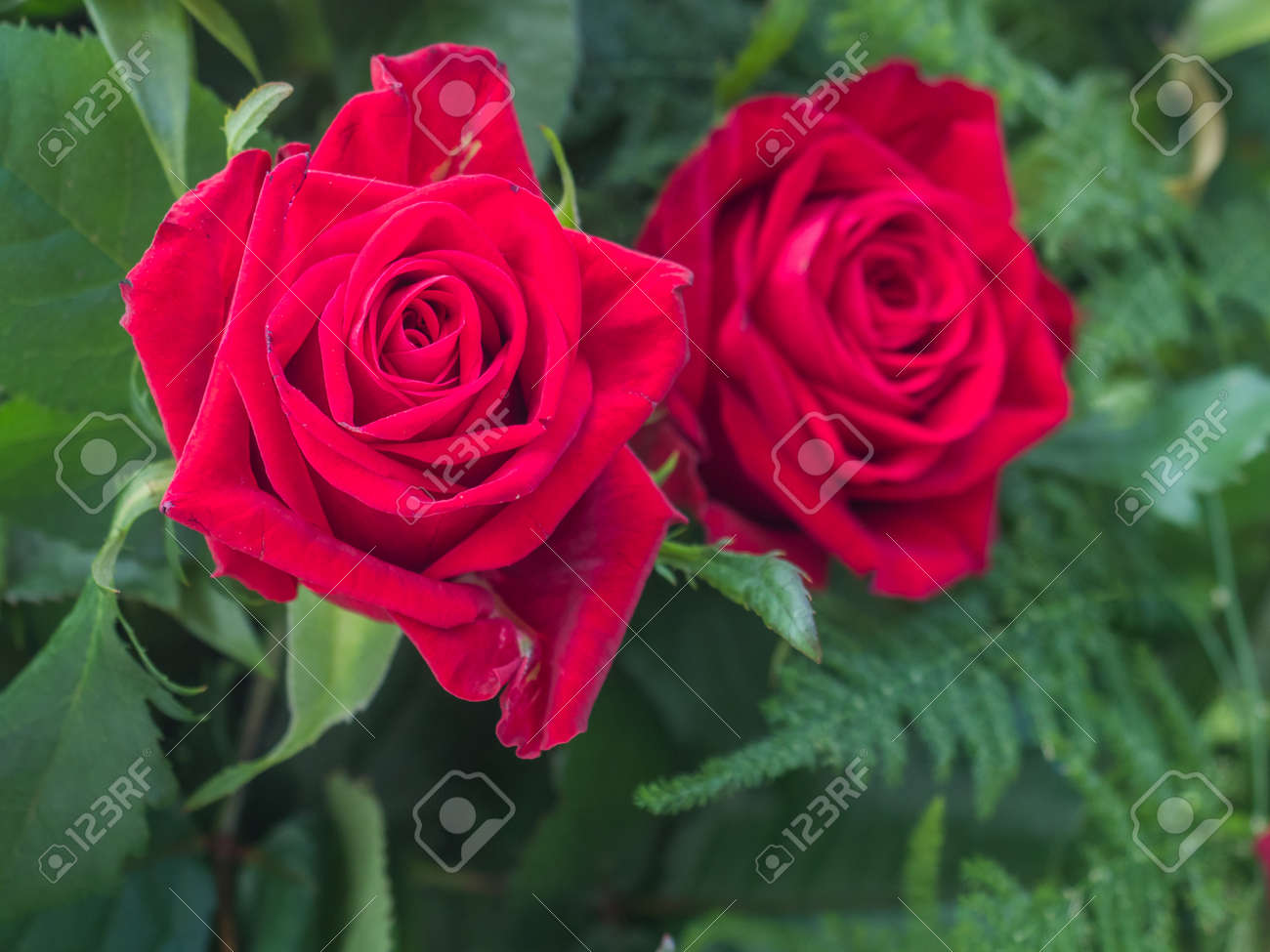 Blooming Romantic Fresh Red Rose Flower Rose Stock Photo Picture