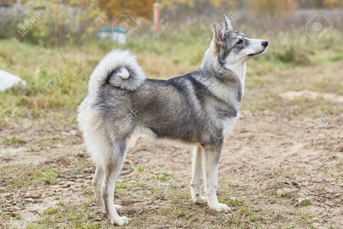 western siberian laika