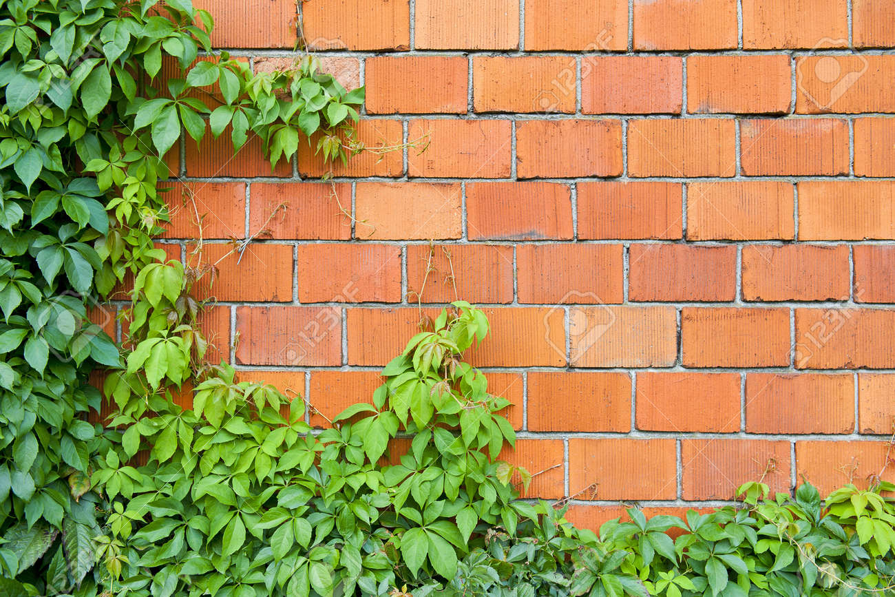 レンガの壁とアイビー の写真素材 画像素材 Image