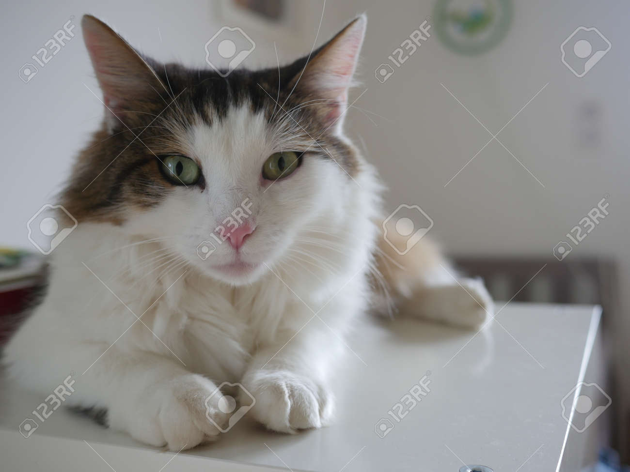 Portrait De Chat Mignon Blanc Et Brun Couché Sur La Table à La Maison