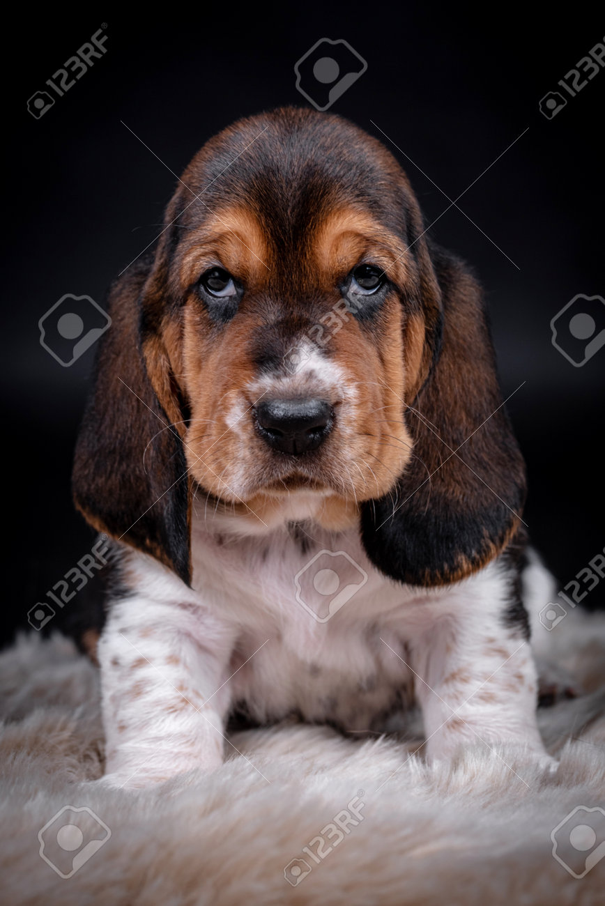 バセットハウンドの子犬の肖像画の写真素材・画像素材 Image