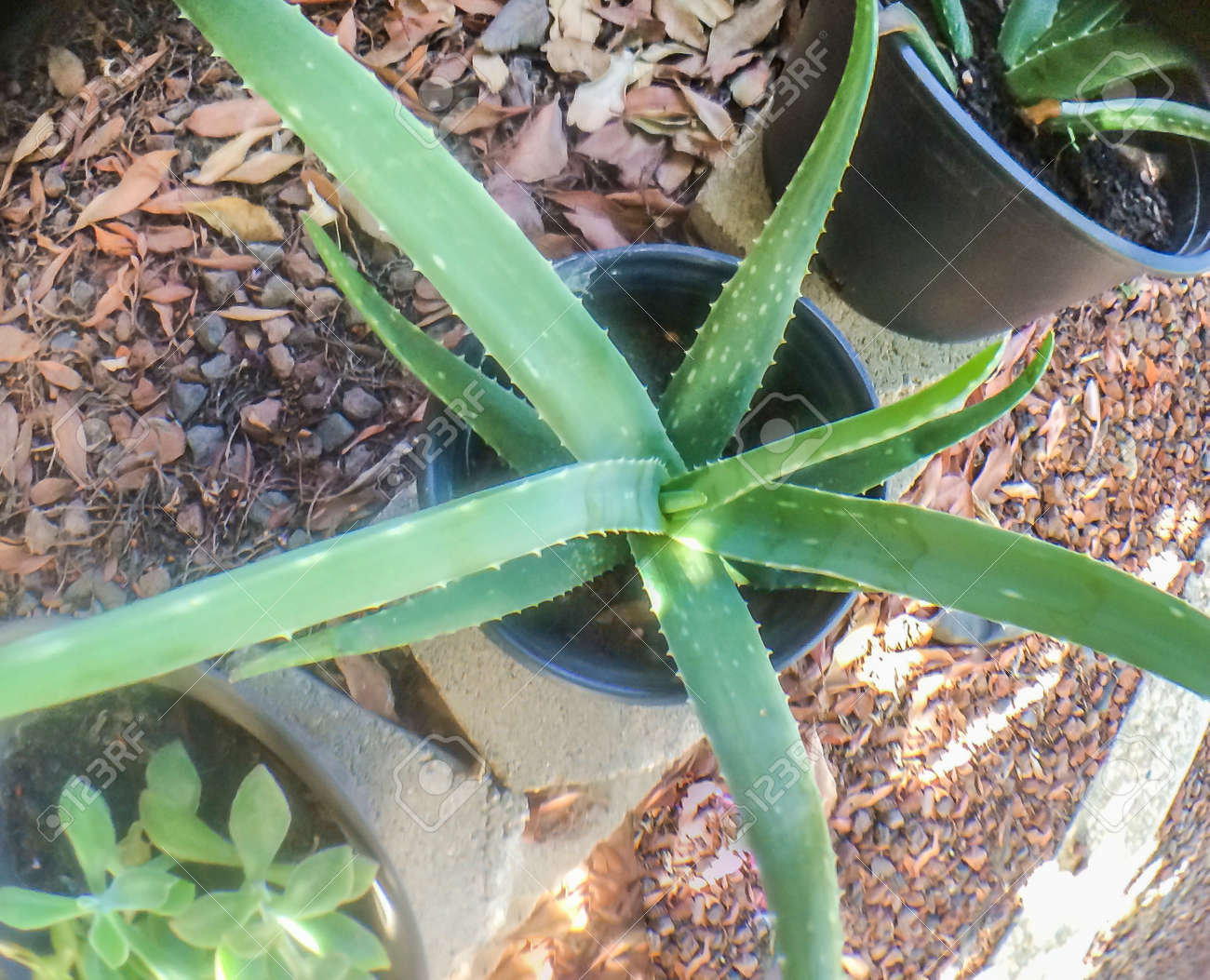 Aloe Vera Planta Las Especies De Plantas Suculentas Plantas Medicinales Cosmetica Fotos Retratos Imagenes Y Fotografia De Archivo Libres De Derecho Image 32244960