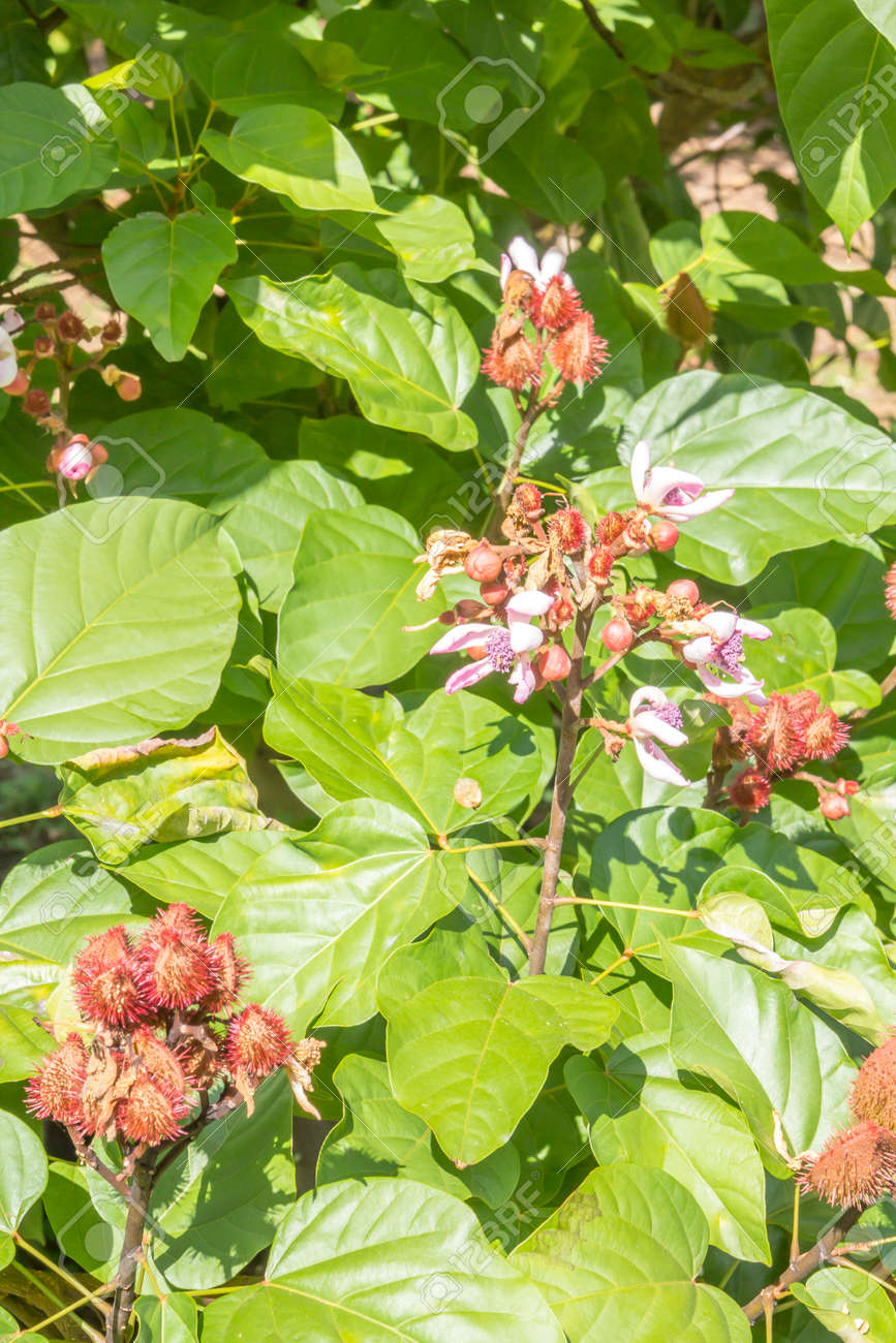 Immagini Stock - Achiote, Piccolo Albero Proveniente Dalla Regione Tropicale Del Nicaragua è Coltivato Anche Nelle Americhe, Spezie, Cibo Colorante. Image 33629906.
