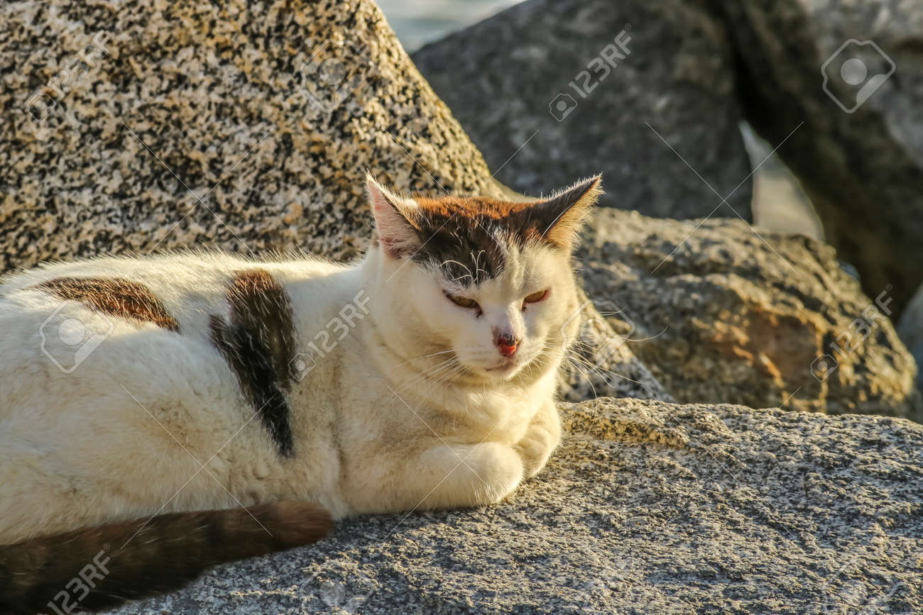Photo Libre De Droit De Chat Noir Et Blanc Est Debout Près