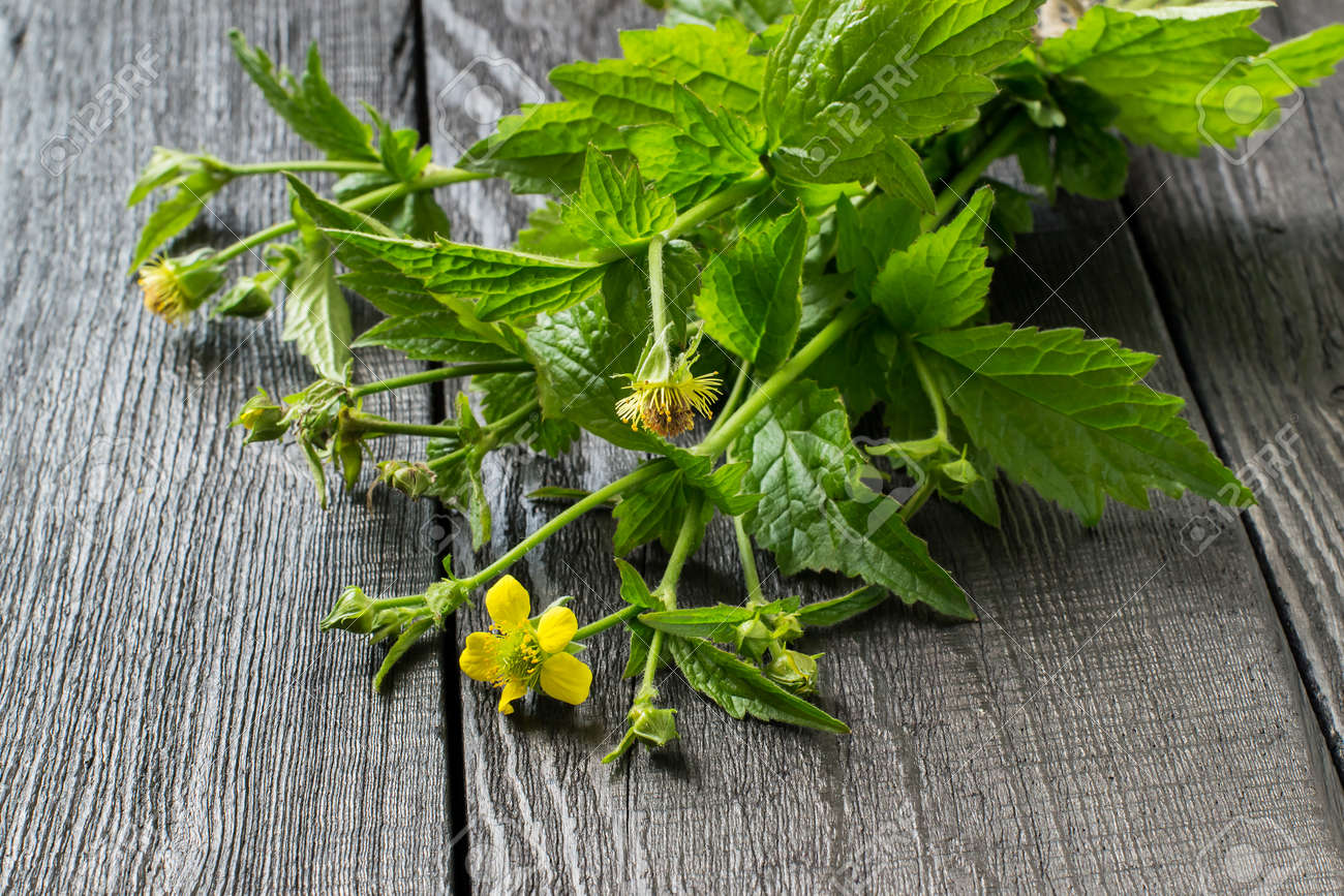 薬用植物チャングム Urbanum 料理 動物 蜂植物 殺虫剤の漢方薬で使用されます 選択と集中 の写真素材 画像素材 Image 5166