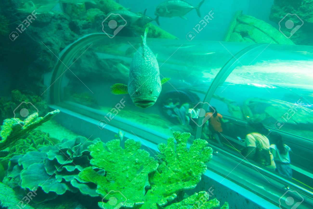 タイ ラヨーン水族館の水中トンネルで熱帯魚 の写真素材 画像素材 Image