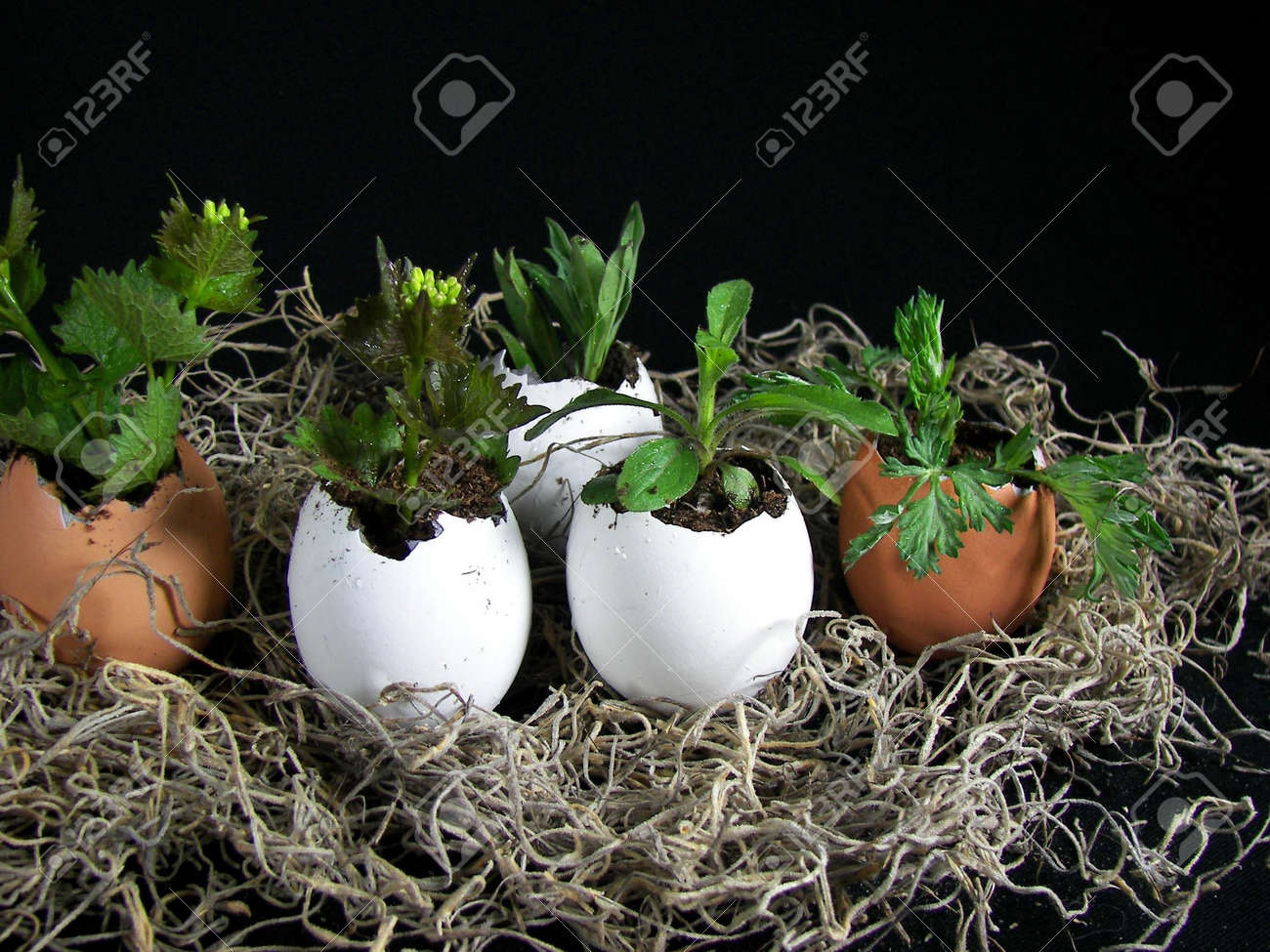 卵の殻の植物 の写真素材 画像素材 Image