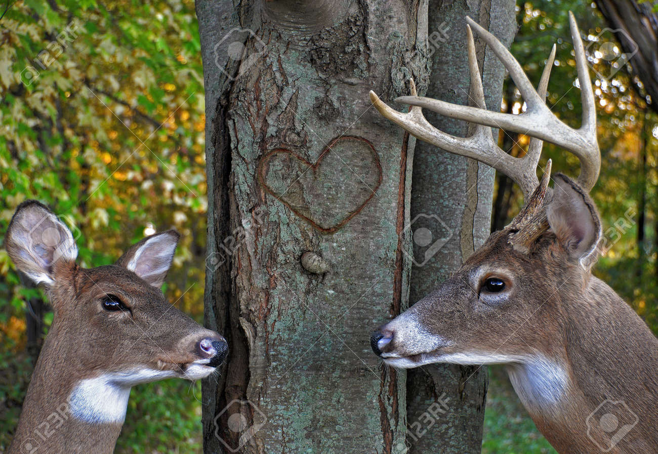 buck and doe in autumn woods stock photo picture and royalty free