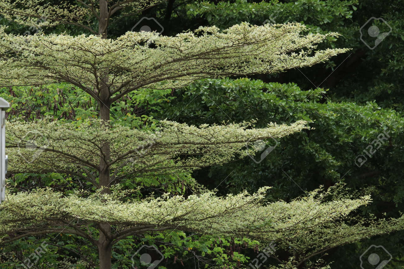 green umbrella trees, Off 70%, www.iusarecords.com